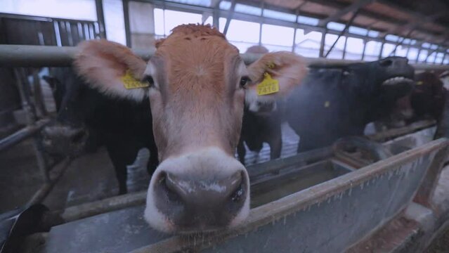 The cow sniffs the camra close-up. Cow head close-up. The cows are in the barn. Cute cows in the barn. Braunschwitz cows in a barn