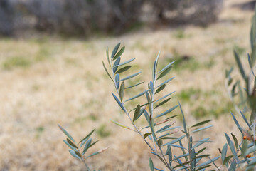 成長しているオリーブ。