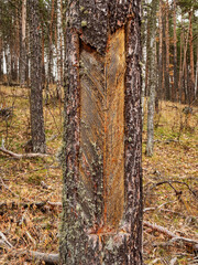 Southern Urals, the pine-tapping traces on the trunk with resin residues.