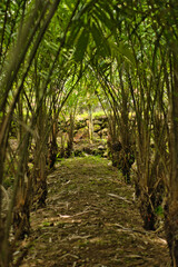 Obraz premium snake fruit palm tree spines, of thorns on the leaves of a snake fruit tree, salak pondoh, salacca zalacca 