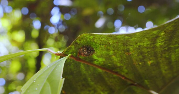 Trash bug or a lacewing larve moving on underside of a leaf looking for other insects to eat, follow circular shot