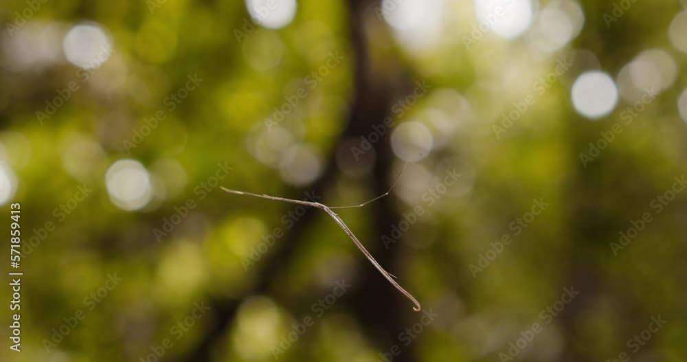 Poster whip spider motionless in the web suspended by the strands of the net