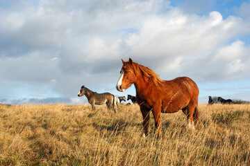 Beautiful chestnut mare standing in front of a small herd of horses on open grassland - UK