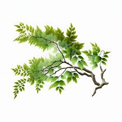 Delicate Green Tree Branch With Lush Leaves Isolated on White
