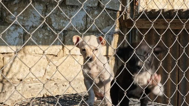 Two Little Puppies in dog shelter Rescued behind netting try to escape