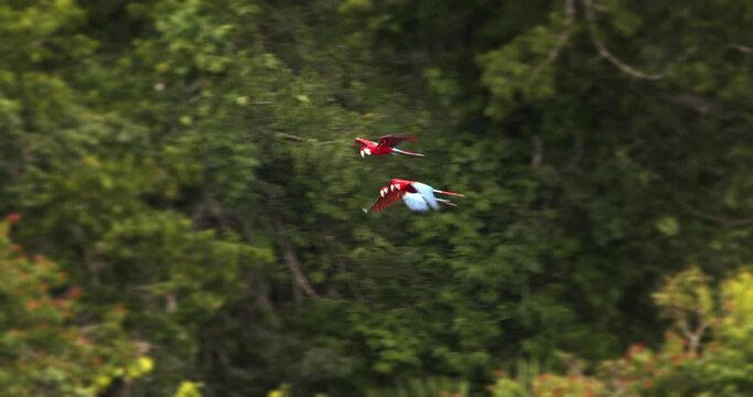 Following the flight of three scarlet macaws as they sail over the Amazon rain forest in early morning , flying parrots slow motion