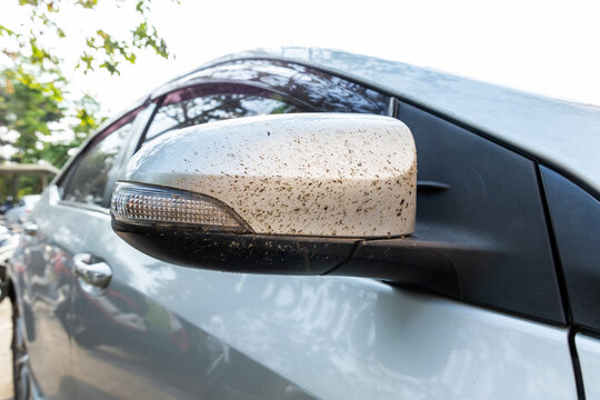 Close-up insects, bug and mosquitoes died damage squashed on side mirror car or truck. Car cleaning or washing business background.