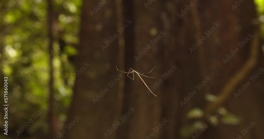 Poster whip spider pulling the strands in its net and moving ahead