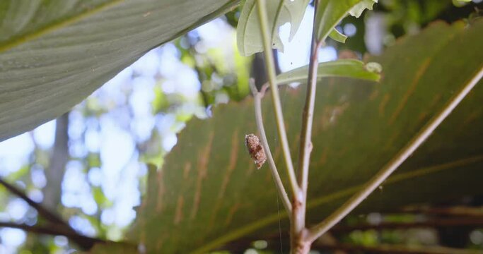 Trash bug walks up a twig as it moves up to the leaves with its unique camouflage 