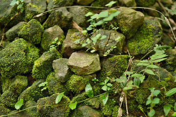 green moss, mossy and rock, wild moss in the rock, moss, stone, rock and wild plant, tropical wild plant