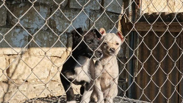 Little Puppies in dog shelter pound Rescued looking on camera sunny day