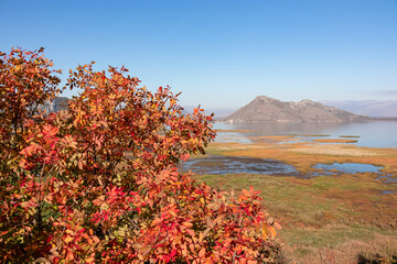 Selective focus in dried golden tree branch with panoramic view of Lake Skadar National Park in autumn seen from Virpazar, Bar, Montenegro, Balkans, Europe. Stunning travel destination in Dinaric Alps