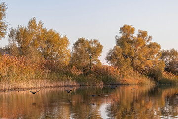 A flock of birds flying at sunrise over the water surface of the Crminica river in Lake Skadar National Park near Virpazar, Bar, Montenegro, Balkans, Europe. Bird watching in wilderness