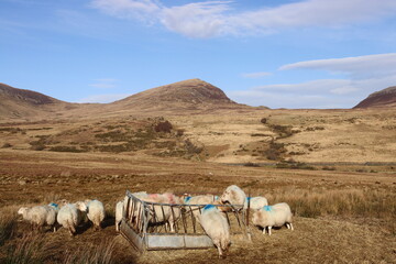 Snowdonia ogwen valley, carneddau in spring