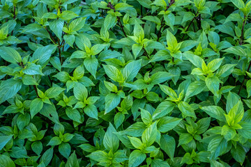 Fototapeta na wymiar Fresh green basil leaves. Close up full frame background above.