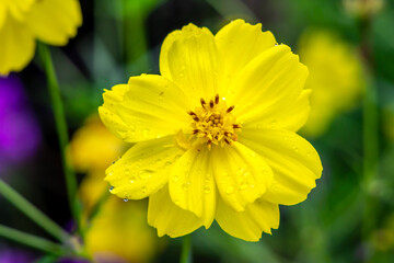 Sulfur Cosmos. Yellow flowers in bloom. Close up photo. Tropical flower.