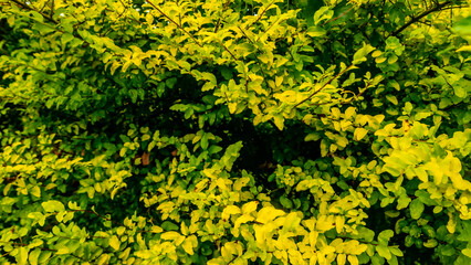 beautiful and stunning yellow leaves as background