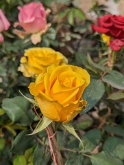 The yellow rose, Rose garden.
