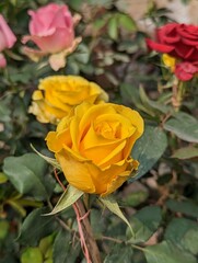 The yellow rose, Rose garden.