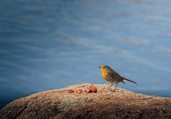 bird on a rock