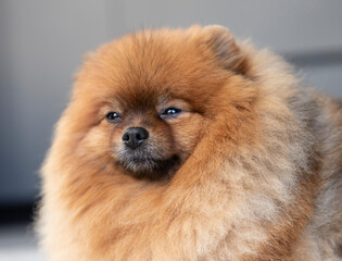 dog, portrait, pomeranian, look, toy, toys, 