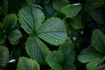 strawberry leaves with dew drops close-up