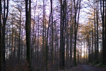 Wald Forrest Wallpaper