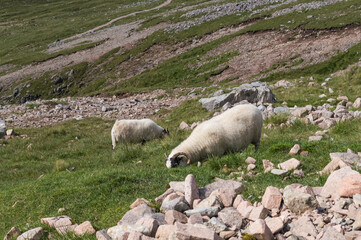 Hiking trail of the Ben Nevis, highest mountain in Scotland