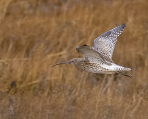 Curlew in Flight