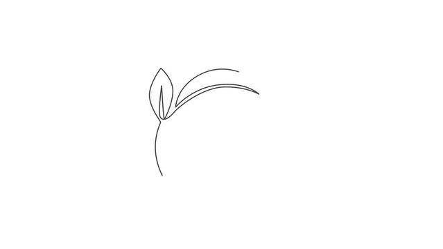 Green leaf. Animated self drawing of continuous line draw leaf tree minimalist on white background. Full length simple line animation illustration style. Hand drawn concept for spa logo.