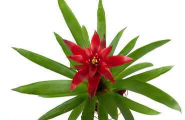 Guzmania pianta con fiore rosso