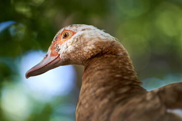 animals at the zoo – close up of a duck