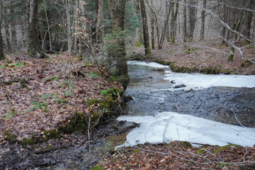 snow in the woods