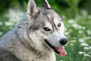 Naklejka na ściany i meble close up of a beautiful female husky dog