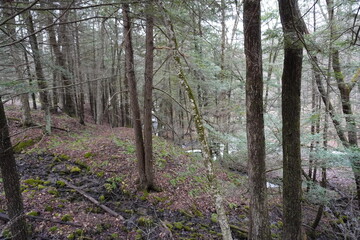 footpath in the woods