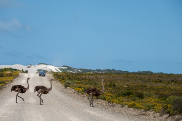 Ostriches cross the road