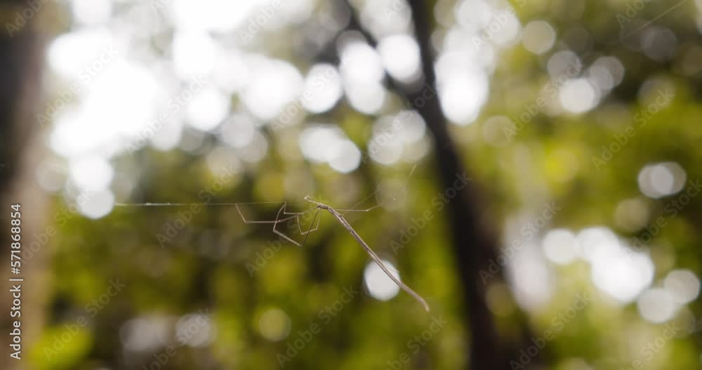 Poster whip spider a delicate spider moves to one side on the strands of its web pulling them