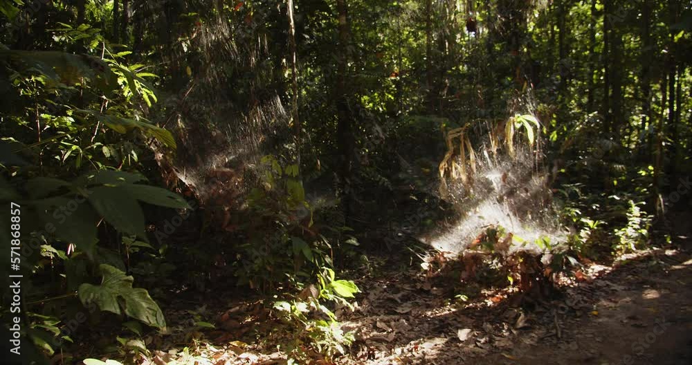 Poster pull back shot from the huge web of communal spiders right in midst of the peruvian rain forest with