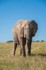 Fototapeta na wymiar Ein Elefantenbulle in der Savanne Südafrikas