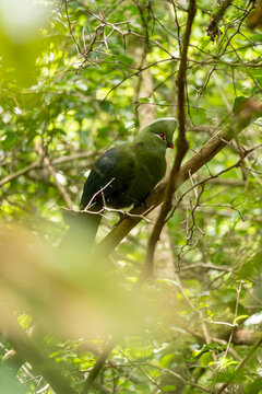 The Knysna Turakos bird in the bushes