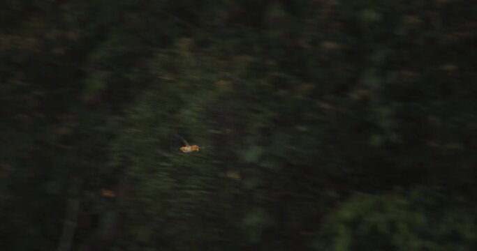 Panning and following a White bellied parrot as it flies across the top of the Rain forest canopy 