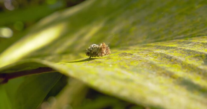  Lacewing Larve camouflaged as trash blob moves along the leaf hiding from its predators, its a very good bio pesticide killing harmful bugs from plants