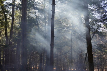 Sun through smoke in the forest 