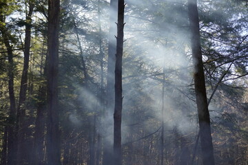 Smoke in the forest