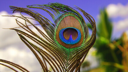 peacock feather