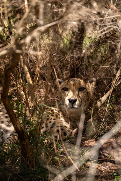 cheetah in the wild