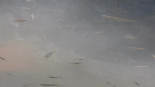 Small fish in water relaxing .
