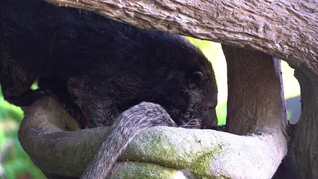 Two bearcat, arctictis binturong with bristly hairs caved together, close up shot of exotic wildlife species.
