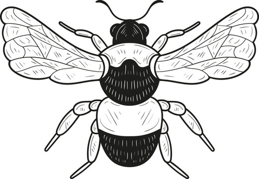 Hand drawn bumblebee isolated on white background. Vector illustration in retro style. Line art. Tattoo sketch.
