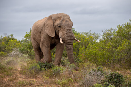 elephant bull is walking troug the bush